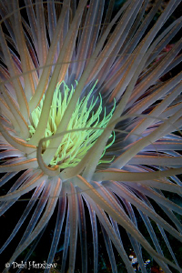 Tube anemone close up by Debi Henshaw 